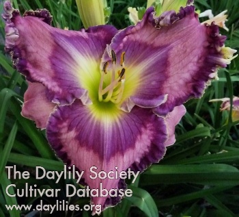 Daylily Superstition Springs